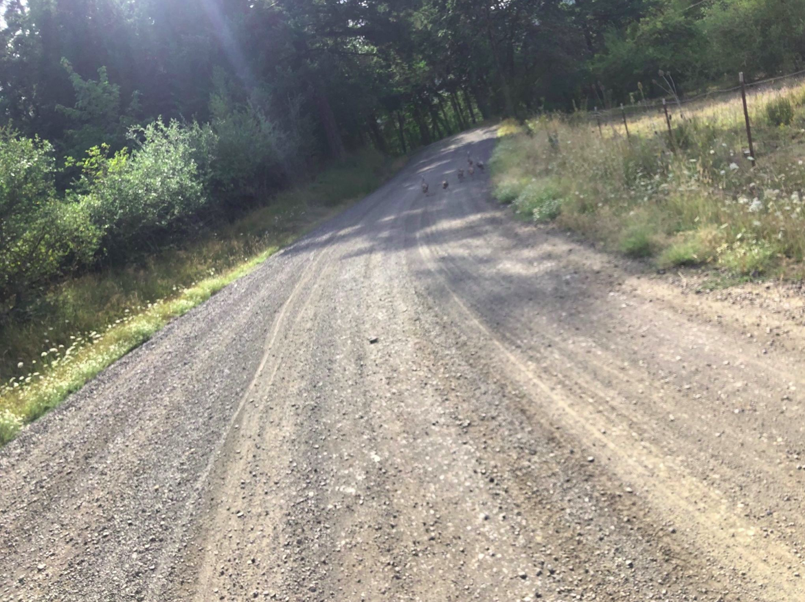 A stretch of sunlit gravel on the Swift Summit 2019 200 mile route